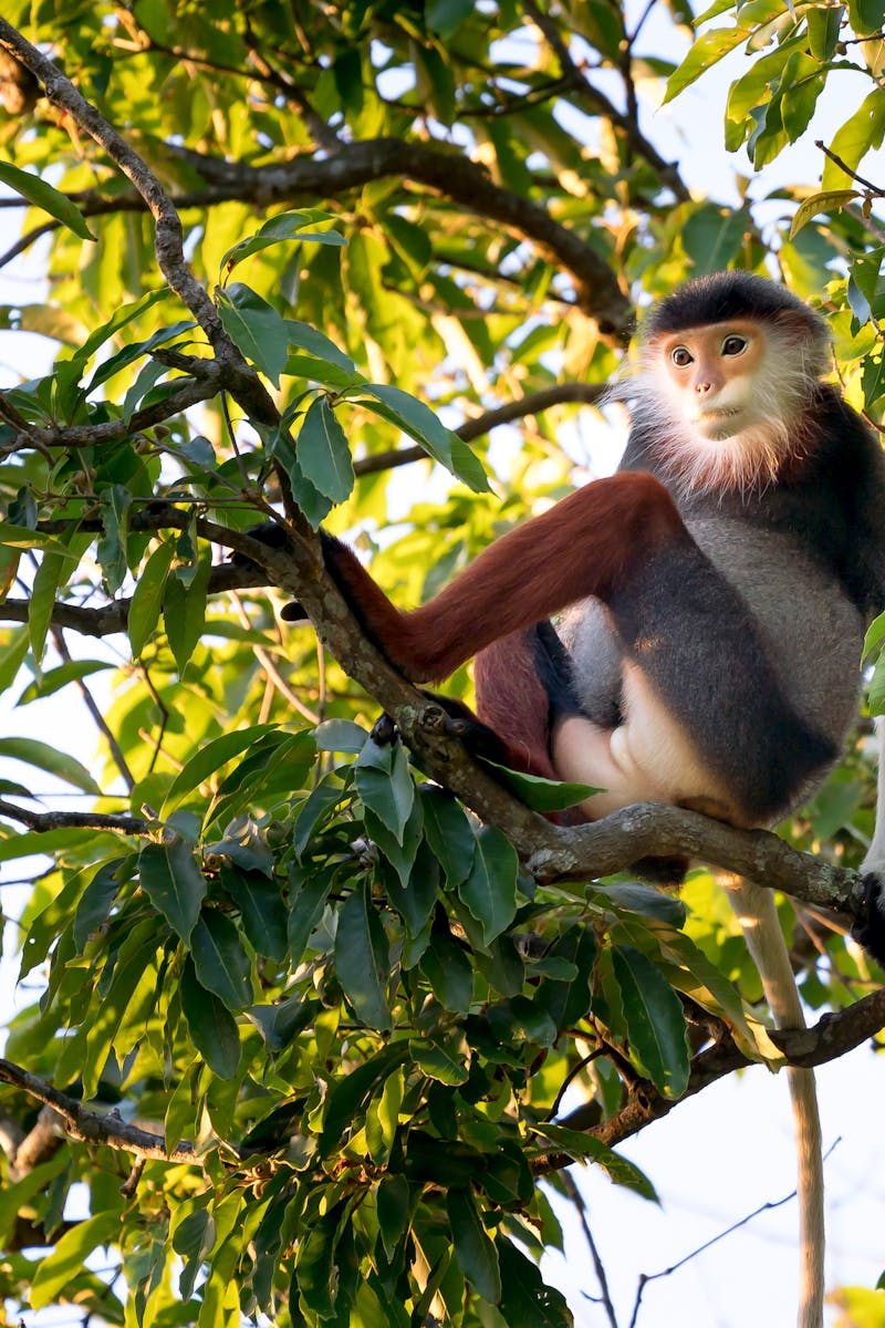 A red-shanked douc langur relaxing on a tree branch surrounded by lush green foliage.