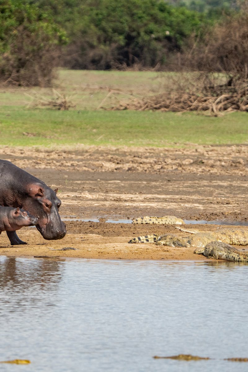 A mother hippopotamus and her calf stand by a river in Tanzania, surrounded by crocodiles.