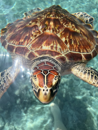 Photo from customer review