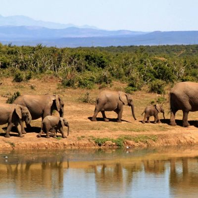 A stunning image of African elephants by a watering hole in the wilderness.