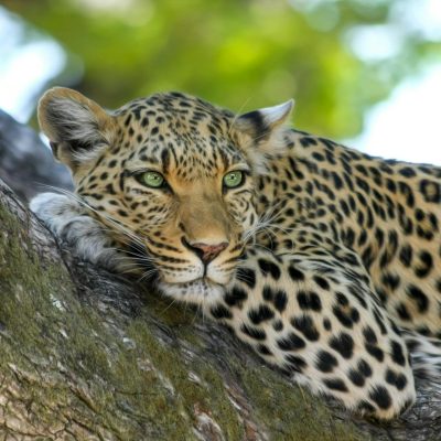 Closeup of a leopard resting on a tree branch in the wild.
