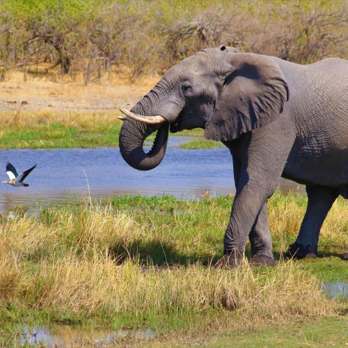 A majestic African elephant drinks at a waterhole, showcasing nature and wildlife conservation.