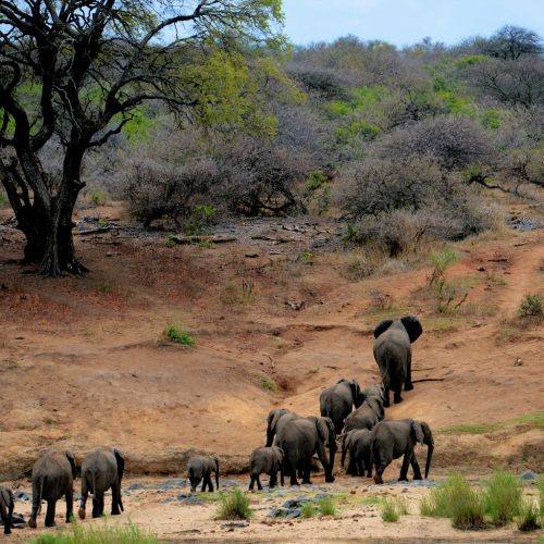 A herd of African elephants walking through Kruger National Park, South Africa.